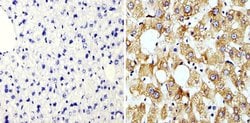 Invitrogen Cyclophilin B Polyclonal Antibody 100 &mu;g; Unconjugated:Antibodies,