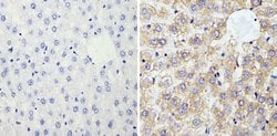 Invitrogen Cyclophilin B Polyclonal Antibody 100 &mu;g; Unconjugated:Antibodies,