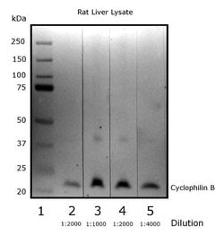 Invitrogen Cyclophilin B Polyclonal Antibody 100 &mu;g; Unconjugated:Antibodies,