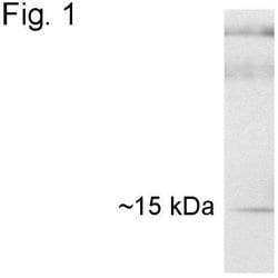 Invitrogen Cyclophilin 40 Polyclonal Antibody 100 &mu;g; Unconjugated:Antibodies,