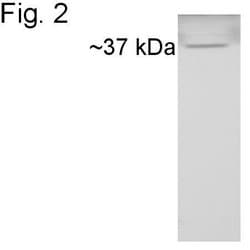 Invitrogen Cyclophilin 40 Polyclonal Antibody 100 &mu;g; Unconjugated:Antibodies,