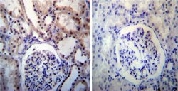 Invitrogen NPM1 Polyclonal Antibody 100 &mu;g; Unconjugated:Antibodies,