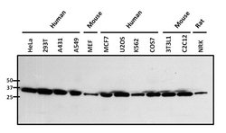 Invitrogen NPM1 Polyclonal Antibody 100 &mu;g; Unconjugated:Antibodies,
