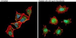 Invitrogen Phospho-nNOS (Ser1417) Polyclonal Antibody 100 &mu;g; Unconjugated:Antibodies,