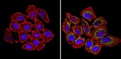 Invitrogen™ nNOS Polyclonal Antibody
