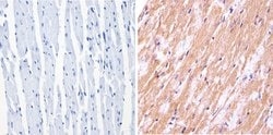 Invitrogen nNOS Polyclonal Antibody 100 &mu;g; Unconjugated:Antibodies,