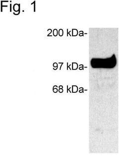 Invitrogen SAP102 Polyclonal Antibody 100 &mu;g; Unconjugated:Antibodies,