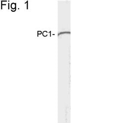 Invitrogen PCSK1 Polyclonal Antibody 100 &mu;g; Unconjugated:Antibodies,