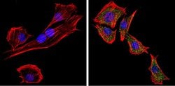 Invitrogen PCSK2 Polyclonal Antibody 100 &mu;g; Unconjugated:Antibodies,