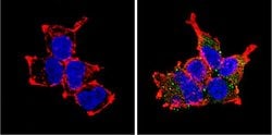 Invitrogen PCSK2 Polyclonal Antibody 100 &mu;g; Unconjugated:Antibodies,
