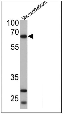 Invitrogen PCSK2 Polyclonal Antibody 100 &mu;g; Unconjugated:Antibodies,
