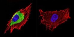 Invitrogen Caveolin 3 Polyclonal Antibody 100 &mu;g; Unconjugated:Antibodies,