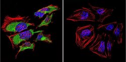 Invitrogen Caveolin 3 Polyclonal Antibody 100 &mu;g; Unconjugated:Antibodies,
