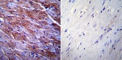 Invitrogen Caveolin 3 Polyclonal Antibody 100 &mu;g; Unconjugated:Antibodies,