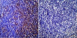 Invitrogen Caveolin 3 Polyclonal Antibody 100 &mu;g; Unconjugated:Antibodies,