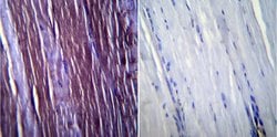 Invitrogen Caveolin 3 Polyclonal Antibody 100 &mu;g; Unconjugated:Antibodies,