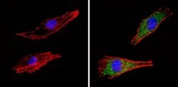 Invitrogen COPII Polyclonal Antibody 100 &mu;g; Unconjugated:Antibodies,