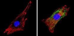 Invitrogen COPII Polyclonal Antibody 100 &mu;g; Unconjugated:Antibodies,