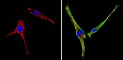 Invitrogen COPII Polyclonal Antibody 100 &mu;g; Unconjugated:Antibodies,