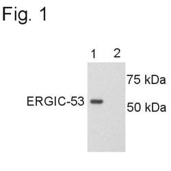 Invitrogen LMAN1 Polyclonal Antibody 100 &mu;g; Unconjugated:Antibodies,