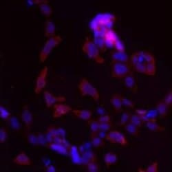 Invitrogen LMAN1 Polyclonal Antibody 100 &mu;g; Unconjugated:Antibodies,