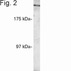 Invitrogen RANBP2 Polyclonal Antibody 100 &mu;g; Unconjugated:Antibodies,