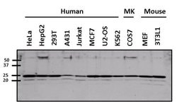 Invitrogen ARF6 Polyclonal Antibody:Antibodies:Primary Antibodies