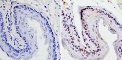 Invitrogen SOX2 Polyclonal Antibody:Antibodies:Primary Antibodies