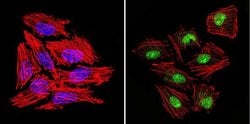 Invitrogen GATA2 Polyclonal Antibody:Antibodies:Primary Antibodies