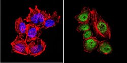 Invitrogen GATA2 Polyclonal Antibody:Antibodies:Primary Antibodies