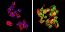 Invitrogen GATA2 Polyclonal Antibody:Antibodies:Primary Antibodies