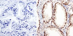 Invitrogen GATA2 Polyclonal Antibody:Antibodies:Primary Antibodies