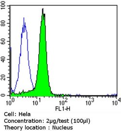 Invitrogen GATA4 Polyclonal Antibody:Antibodies:Primary Antibodies