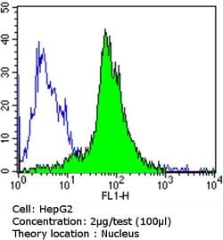 Invitrogen GATA4 Polyclonal Antibody:Antibodies:Primary Antibodies