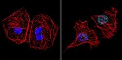 Invitrogen GATA4 Polyclonal Antibody:Antibodies:Primary Antibodies