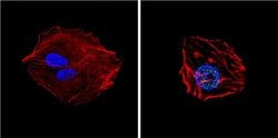 Invitrogen GATA4 Polyclonal Antibody:Antibodies:Primary Antibodies