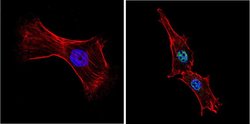 Invitrogen GATA4 Polyclonal Antibody:Antibodies:Primary Antibodies