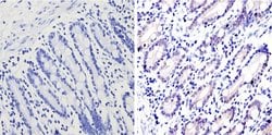 Invitrogen GATA4 Polyclonal Antibody:Antibodies:Primary Antibodies
