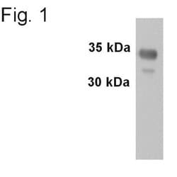 Invitrogen Synaptophysin Polyclonal Antibody 100 &mu;g; Unconjugated:Antibodies,
