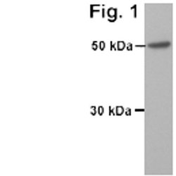 Invitrogen NAMPT Polyclonal Antibody 100 &mu;g; Unconjugated:Antibodies,