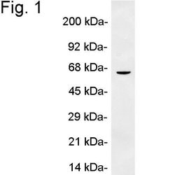 Invitrogen Perilipin 1 Polyclonal Antibody 100 &mu;g; Unconjugated:Antibodies,