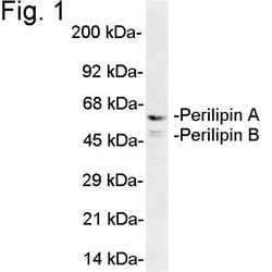 Invitrogen Perilipin A/B Polyclonal Antibody 100 &mu;L; Unconjugated:Antibodies,