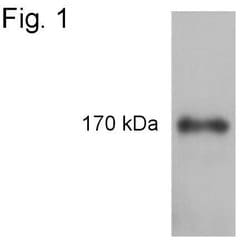 Invitrogen Phospho-IRS1 (Tyr1179) Polyclonal Antibody 100 &mu;g; Unconjugated:Antibodies,
