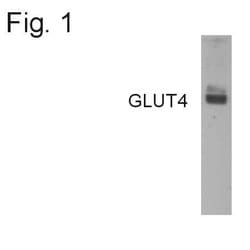 Invitrogen GLUT4 Polyclonal Antibody 100 &mu;g; Unconjugated:Antibodies,
