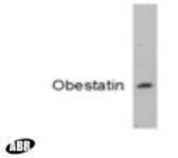 Invitrogen Ghrelin Polyclonal Antibody 100 &mu;g; Unconjugated:Antibodies,