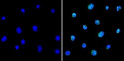 Invitrogen PAX5 Polyclonal Antibody 100 &mu;g; Unconjugated:Antibodies,