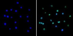 Invitrogen PAX5 Polyclonal Antibody 100 &mu;g; Unconjugated:Antibodies,