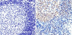 Invitrogen PAX5 Polyclonal Antibody 100 &mu;g; Unconjugated:Antibodies,