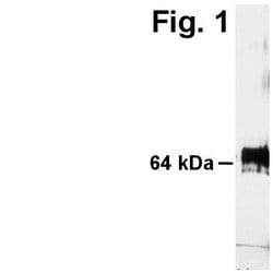 Invitrogen ADAMTS5 Polyclonal Antibody 100 &mu;g; Unconjugated:Antibodies,