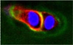 Invitrogen ADAMTS5 Polyclonal Antibody 100 &mu;g; Unconjugated:Antibodies,
